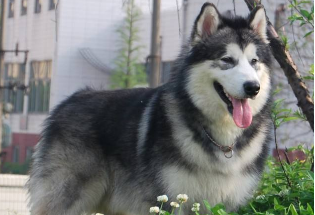 阿拉斯加雪橇犬什么颜色好