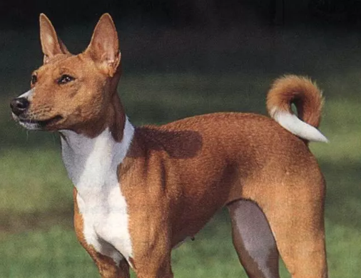 巴仙吉犬的性格外貌特征