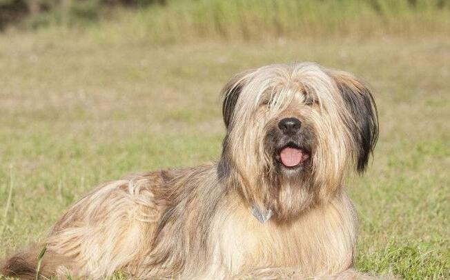 伯瑞犬什么颜色好 伯瑞犬什么颜色好