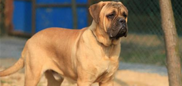 斗牛马士提夫犬有攻击性吗 斗牛马士提夫犬有攻击性吗