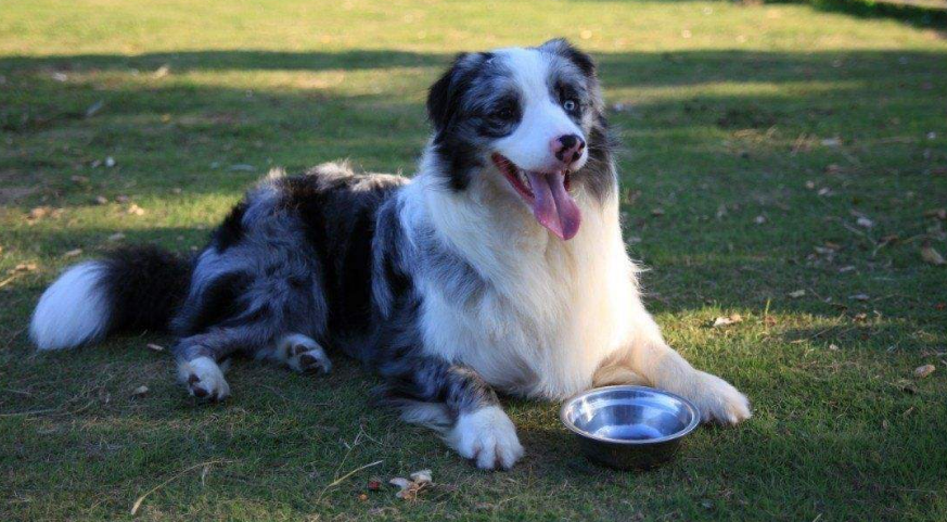 边境牧羊犬多少钱一只