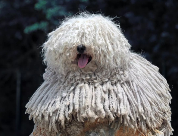 波利犬的体高是多少