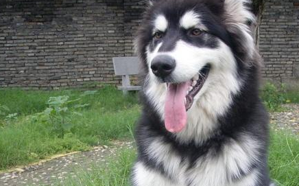 阿拉斯加雪橇犬生活习惯