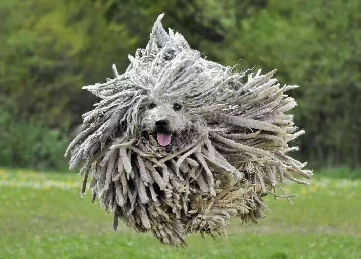 波利犬一天吃几顿 波利犬一天吃几顿
