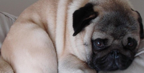 巴哥犬快死的征兆