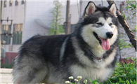 阿拉斯加雪橇犬什么颜色好