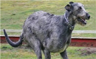 爱尔兰猎狼犬的用途是什么