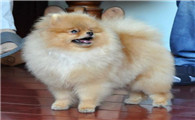博美犬的起源和历史