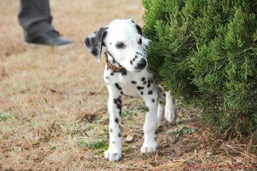 大麦町犬的体重大约是多少