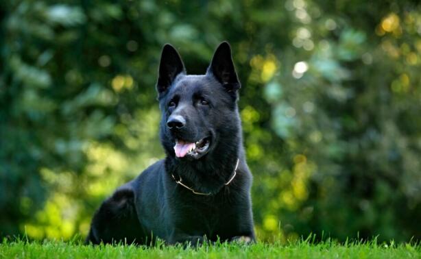 德国牧羊犬什么颜色好 德国牧羊犬什么颜色好