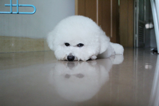 怎么判断比熊犬得了什么病 怎么判断比熊犬得了什么病
