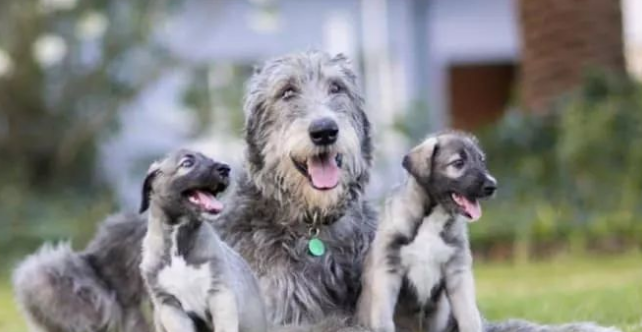 爱尔兰猎狼犬的性格外貌特征
