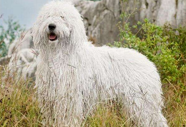 如何选购可蒙犬?这几个特征你需要了解