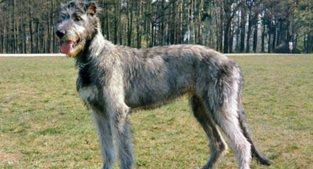 购买爱尔兰猎狼犬注意些什么 购买爱尔兰猎狼犬注意些什么