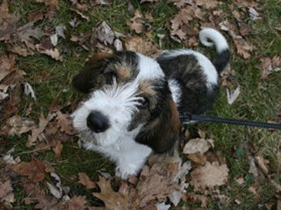 迷你贝吉格里芬凡丁犬的体高是多少