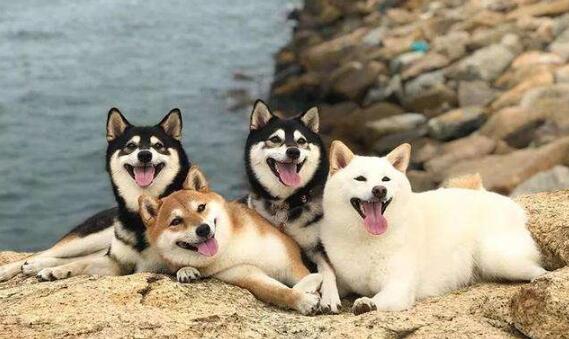 有名的柴犬犬舍 有名的柴犬犬舍