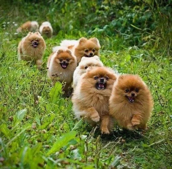 博美犬的寿命一般是多久 博美犬的寿命一般是多久