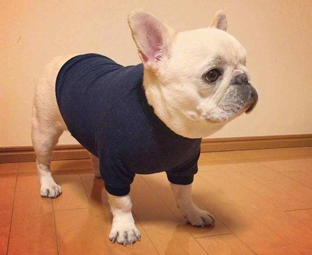 法国斗牛犬多少钱一只