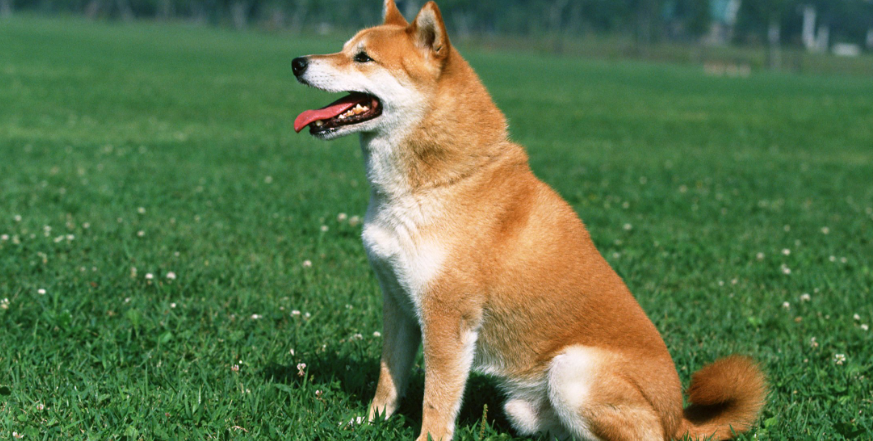 柴犬的体高是多少 柴犬的体高是多少
