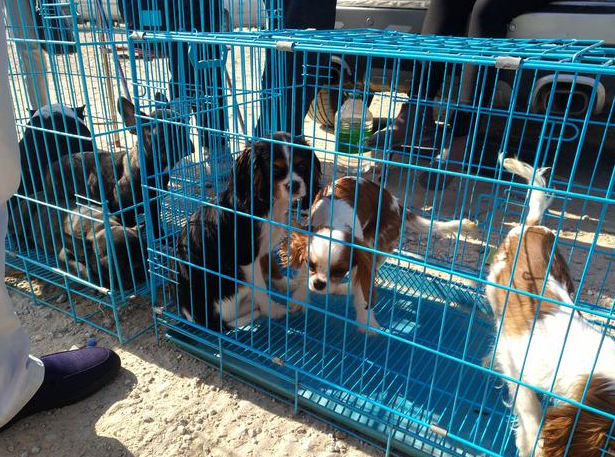 骑士查理王小猎犬价格 骑士查理王小猎犬价格
