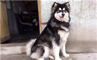 阿拉斯加雪橇犬战斗力如何