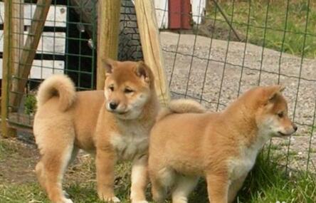 土柴犬和柴犬的区别