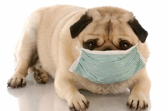 巴哥犬窝咳吃什么药最好