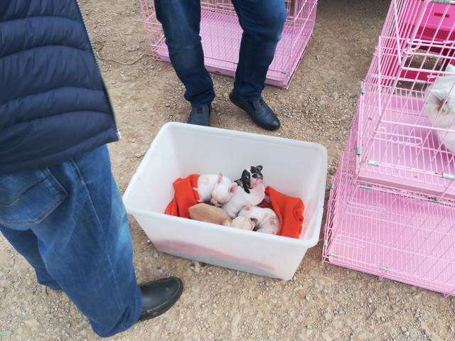 正宗吉娃娃犬多少钱一只 正宗吉娃娃犬多少钱一只