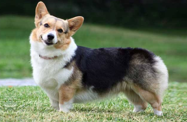 柯基犬适合小孩养吗