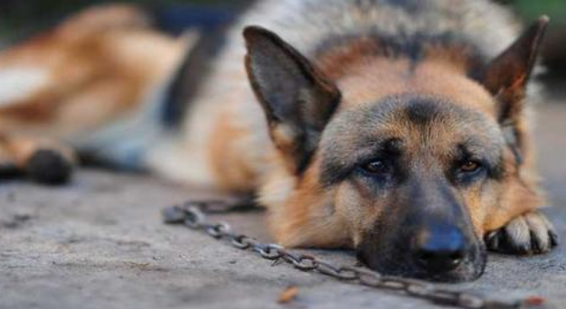 怎么判断德国牧羊犬得了什么病