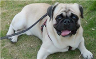 巴哥犬什么颜色好