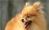 博美犬的体高是多少