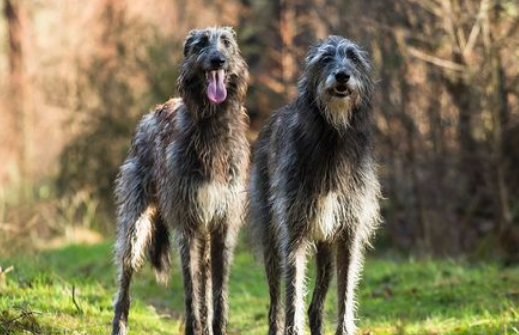 愛爾蘭獵狼犬多少錢一隻