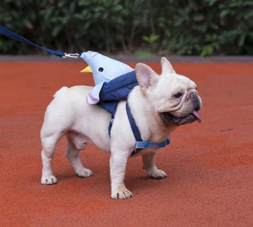 法国斗牛犬是什么体型 法国斗牛犬是什么体型