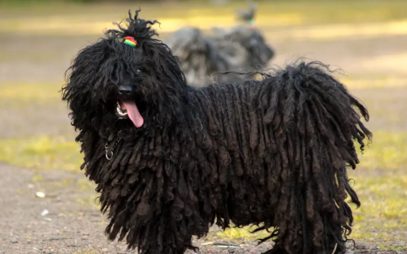 波利犬的起源和历史