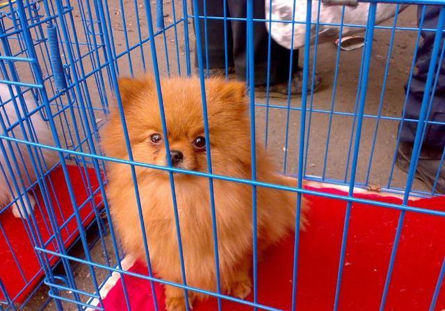博美犬多少钱一只