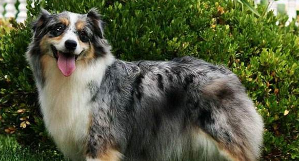 澳大利亚牧羊犬的起源和历史