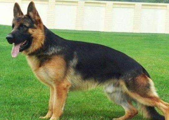 德国牧羊犬聪明吗