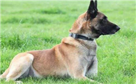 比利时玛利诺犬需要训练什么