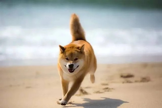 柴犬是怎样混出来的 柴犬是怎样混出来的
