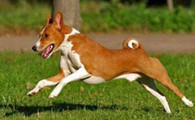 对巴仙吉犬的常见疾病和防治知识还不了解?赶紧来看看吧