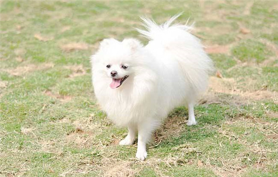 博美犬聪明吗