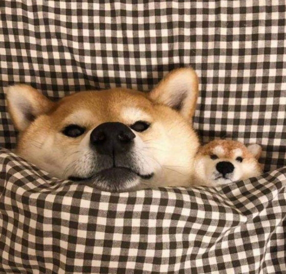 柴犬如何训练 柴犬如何训练