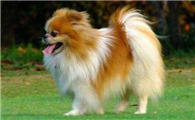 博美犬吃什么下火