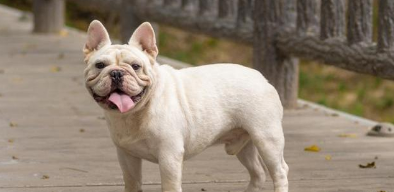 法国斗牛犬的起源和历史 法国斗牛犬的起源和历史