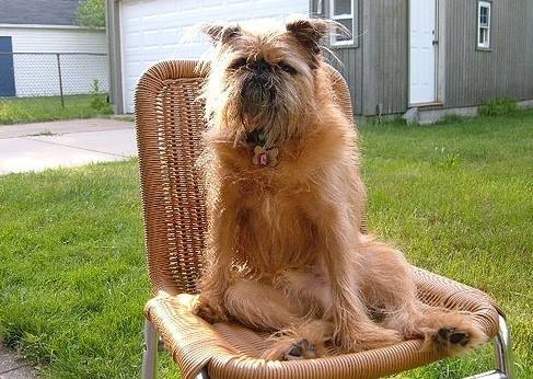 布鲁塞尔粗毛猎犬吃多了拉稀怎么办
