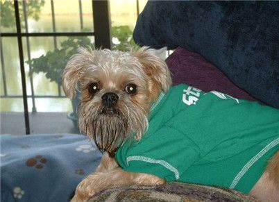 布鲁塞尔粗毛猎犬不能吃什么