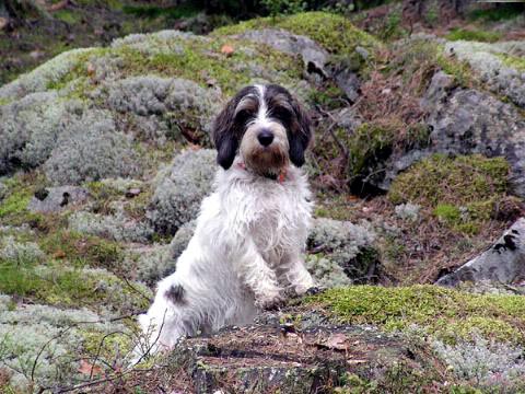 不想迷你贝吉格里芬凡丁犬生病，这些细节铲屎官一定要注意