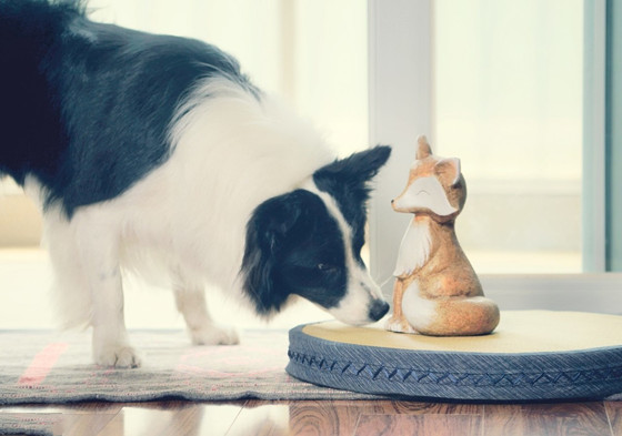 怎么判断边境牧羊犬得了什么病