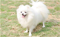 博美犬有几个品种